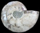 Wide Polished Ammonite Fossil Dish #49780-1